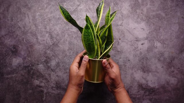 Care tips for Sansevieria indoor plant at home