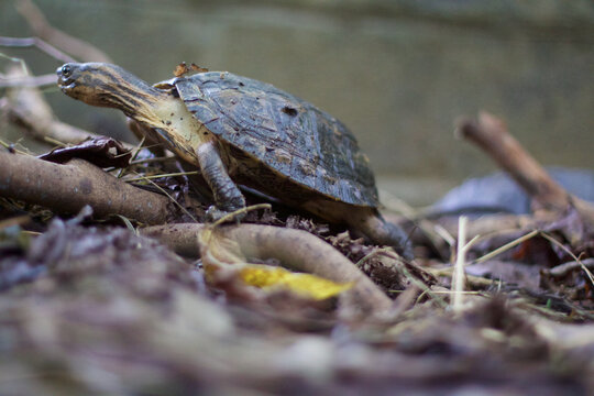 Chinese box turtle 
