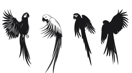 Obraz premium Four stylized illustrations of parrots, showcasing different poses against a white background