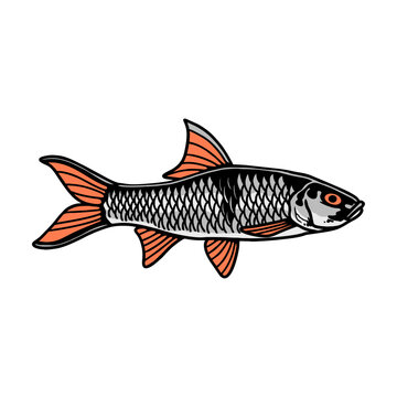 hampala barb Fish Cartoon Vector Illustration