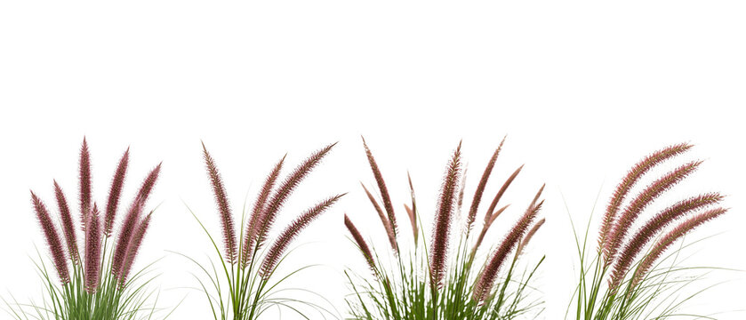 Four Pennisetum Alopercuroides Grasses with Purple Plumes.