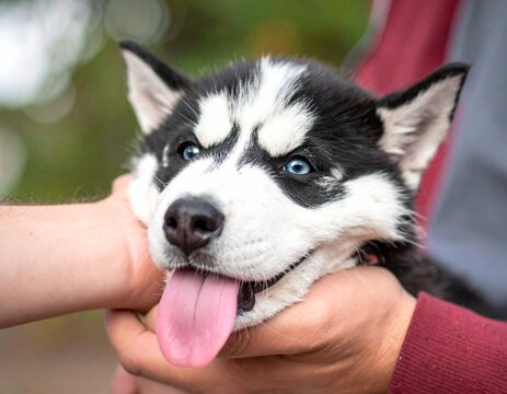 顔を撫でられるハスキー犬の子供