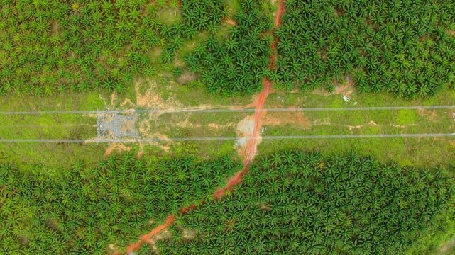 Power Grid Malaysia - Transmission Lines Palm Oil Plantation Energy Security 4K