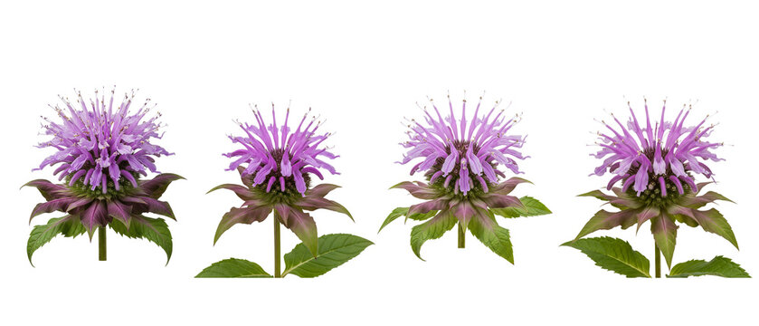 Four Purple Bee Balm Flowers Isolated on White Background.