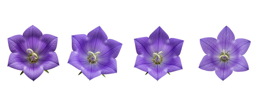 Four Purple Bellflower Blooms Isolated on White Background.