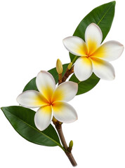 Fototapeta premium White frangipani blossoms with golden centers bloom.