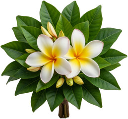 Obraz premium White frangipani blossoms with golden centers bloom.
