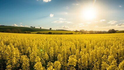 Fototapeta premium Expanse of blooming yellow rapeseed in spring. Theme of agriculture, nature, and growth. Banner with empty space