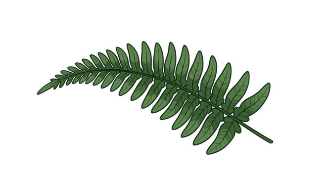 Green Fern Leaf Close Up.
