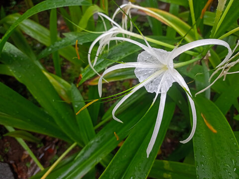flower in the garden. Hymenocallis littoralis, commonly known as the beach spider lily or lirio de playa