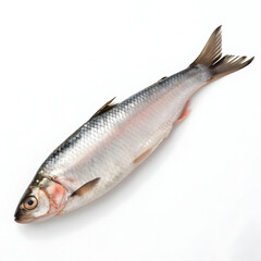 Fototapeta premium Fresh atlantic salmon fish on white background