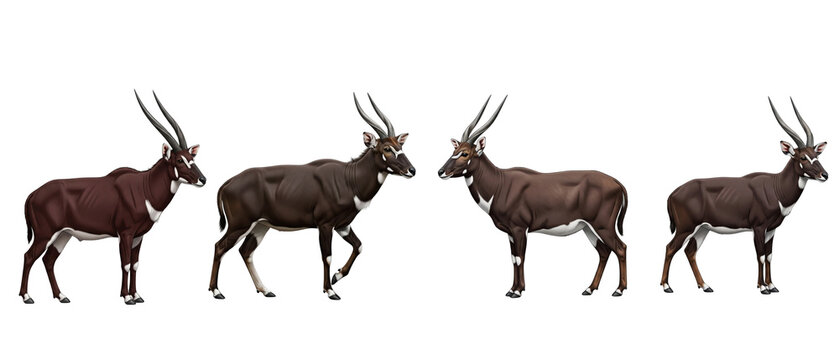 Four Sable Antelopes Standing Against White Background.