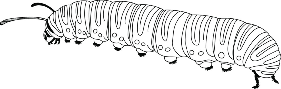 Detailed caterpillar illustration, black and white entomology drawing, segmented insect anatomy, biological study reference, larval stage butterfly moth artwork