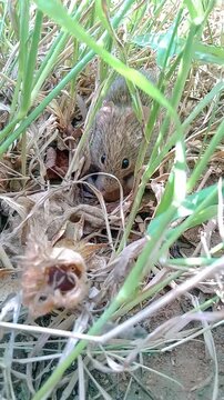 A rat guarding its young in an open field.