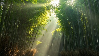 Obraz premium A serene bamboo forest with sunlight filtering through (1)
