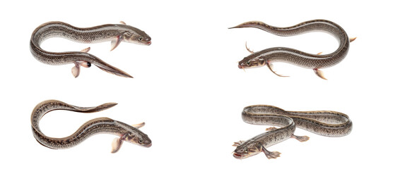 Fototapeta premium Four Skinks Displayed Individually on a White Background.