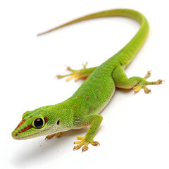 Fototapeta premium Green anole lizard on white background