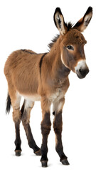 Fototapeta premium A brown donkey standing on a white background