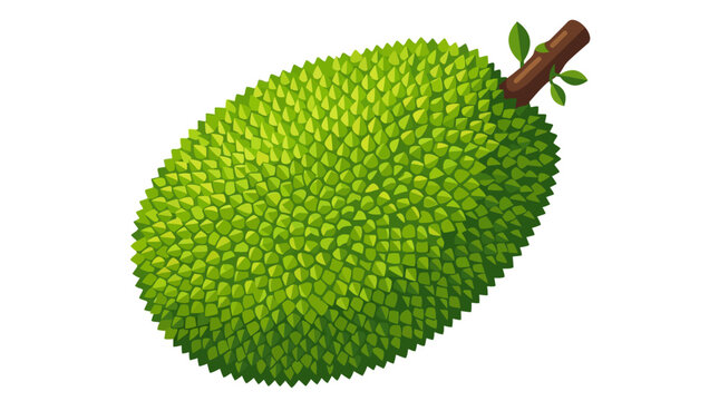 Green Jackfruit Tropical Fruit Isolated on White Background.