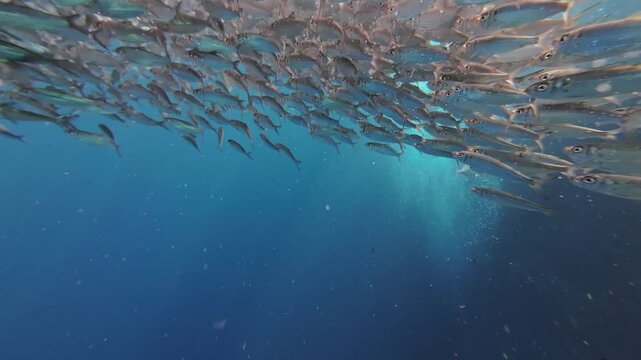 Underwater view of shoal of sardine fish swimming in sea, 4k