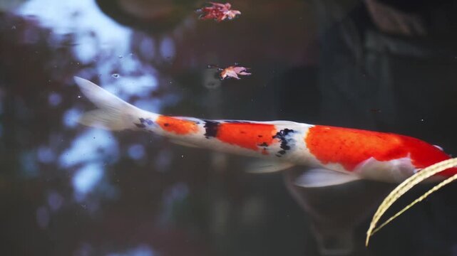 Japanese koi fish in tranquil pond environment