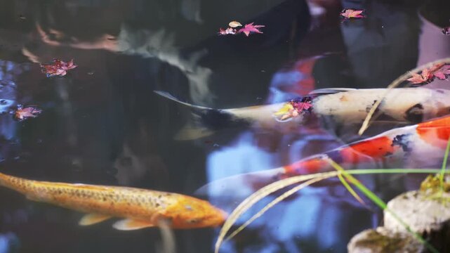 Koi fish swimming with floating autumn leaves in pond