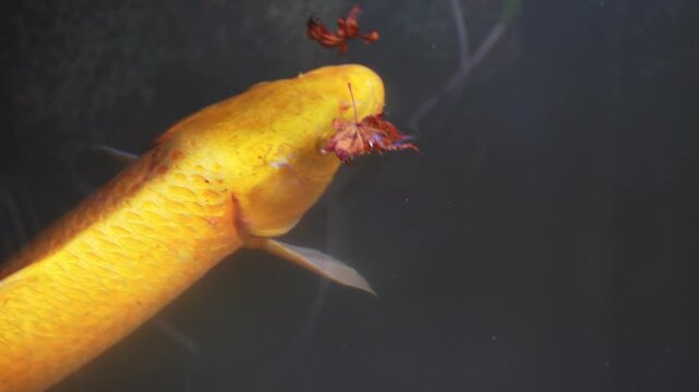 Close up of golden koi fish in pond with reflections