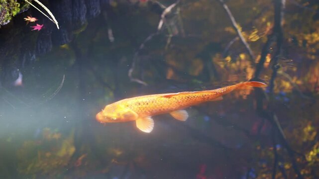 Koi carp swimming peacefully in clear water
