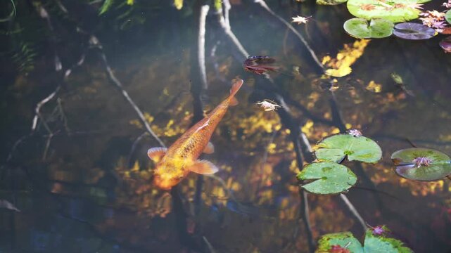 Koi fish swimming in pond water close up