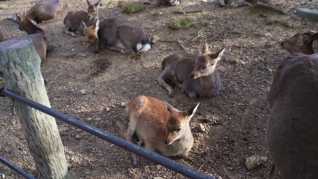 Close up of deer in Japanese town setting