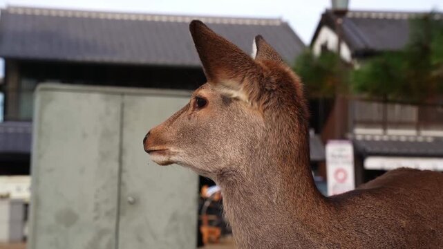 Close view of deer in Japanese street scene