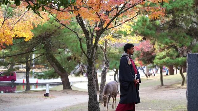 Man in kimono walking with deer in autumn park Japan