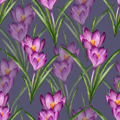 Obraz premium Seamless Pattern of Purple Crocus Flowers and Green Leaves Watercolor