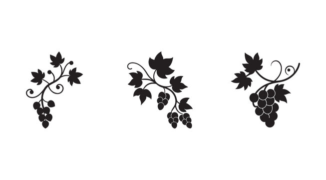 Black silhouettes of grapevine branches with leaves and grapes  isolated on white background