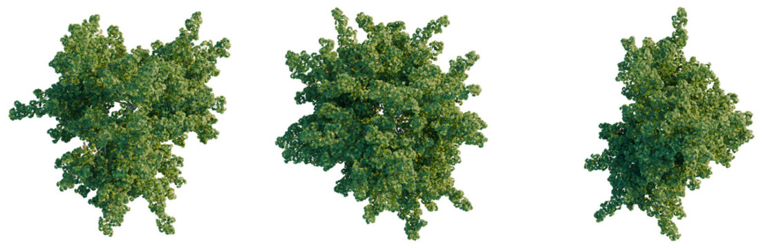 Acer platanoides tree plan, top view, cutout, transparent background, isolate