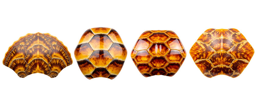 Four Tortoise Shells Displayed in a Row on White Background.