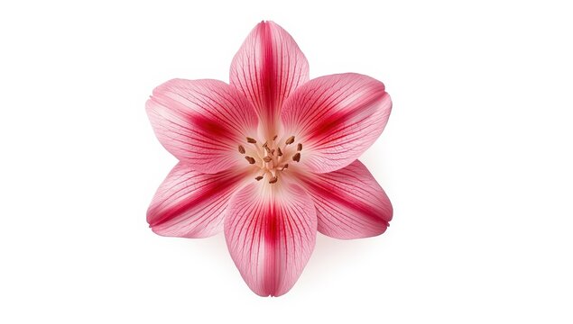 Pink flower resembling a vulva against a white backdrop. Female imagery featuring gladiolus petals