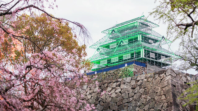 Fukuoka Castle ruin green illusion by pink cherry sakura blossom