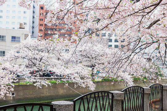 Cherry tree tunnel along canal by Tenjin central park, Fukuoka