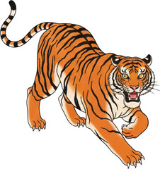 Obraz premium Fierce orange tiger with blue eyes and black stripes in dynamic stalking pose.