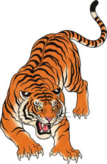 Obraz premium Fierce orange tiger with blue eyes and black stripes in dynamic stalking pose.