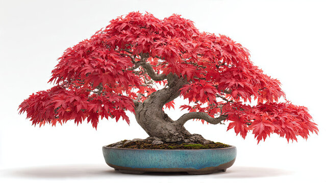 bonsai tree isolated on white