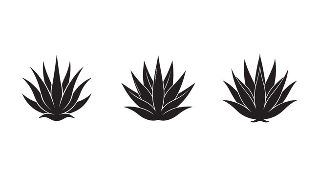 Three black agave plant silhouettes on white background  agave  plant  leaves