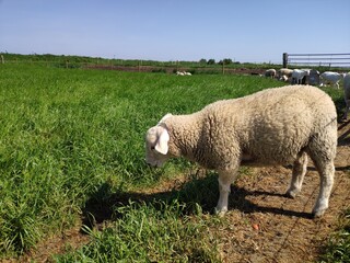 Fototapeta premium White Sheep Grazing in Sunlit Green Pasture with Fence and Open Sky in Background