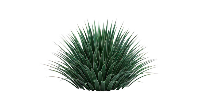 Green Agave Plant