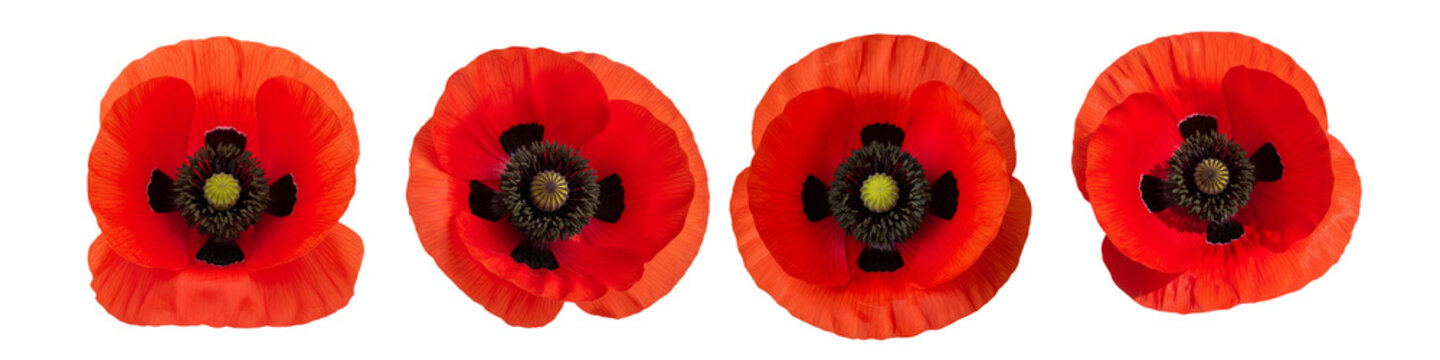 Four Vibrant Red Poppies Isolated on a White Background.