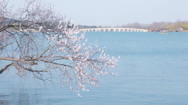 Spring Landscape of Kunming Lake with Peach Blossoms at West Causeway, Summer Palace, Beijing