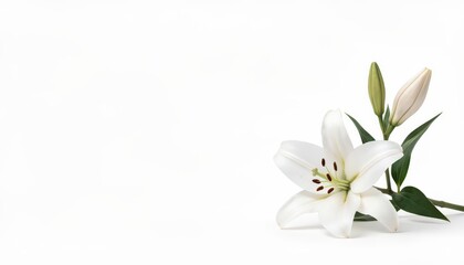 Obraz premium Beautiful White Lily Flower with Bud on a Clean White Background