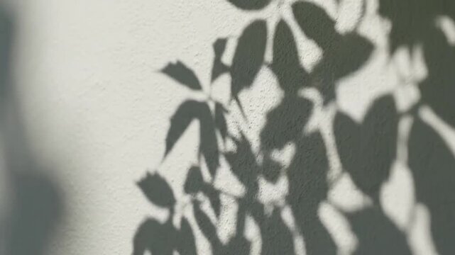 Shadows of green leaves cast on a textured wall, dappled sunlight, natural patterns