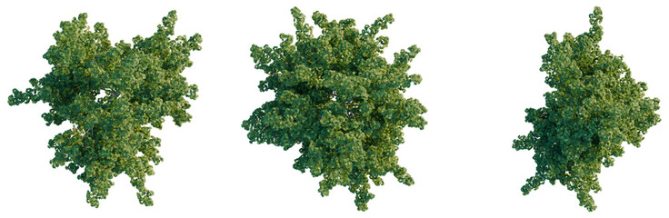 Fototapeta premium Collection of Acer platanoides trees top view isolated on black background for master plan and site design.